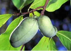 pawpaw