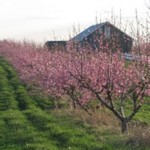 bloomin peach trees