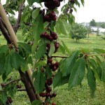 cherries cherries