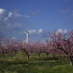 peach blossoms windmill blue sky1