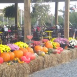 fall pumpkin market pic