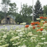 white orange flowers
