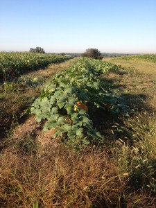 pumpkins