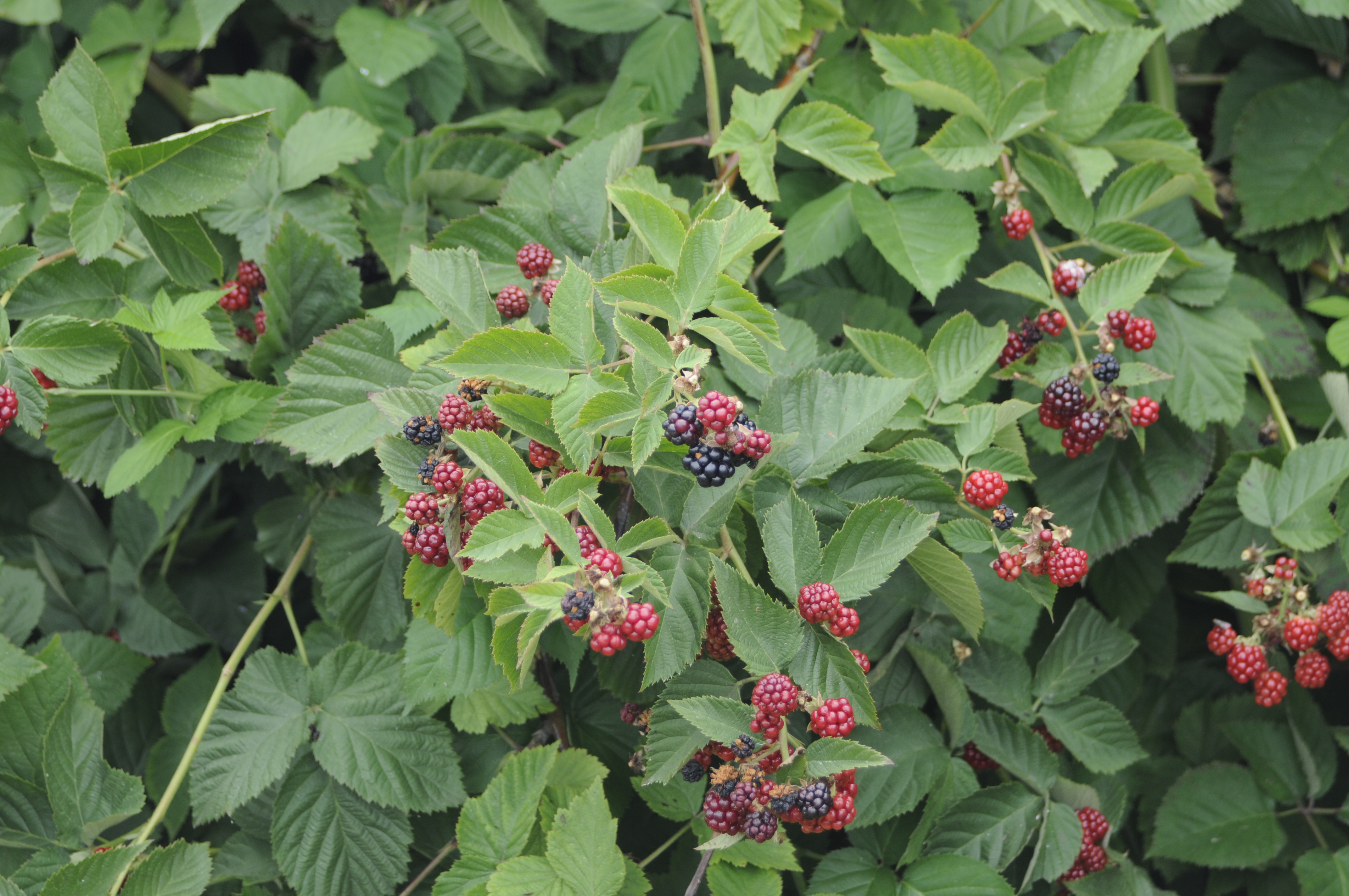 black raspberries | Mackintosh Fruit Farm