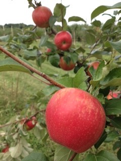 Fuji apple